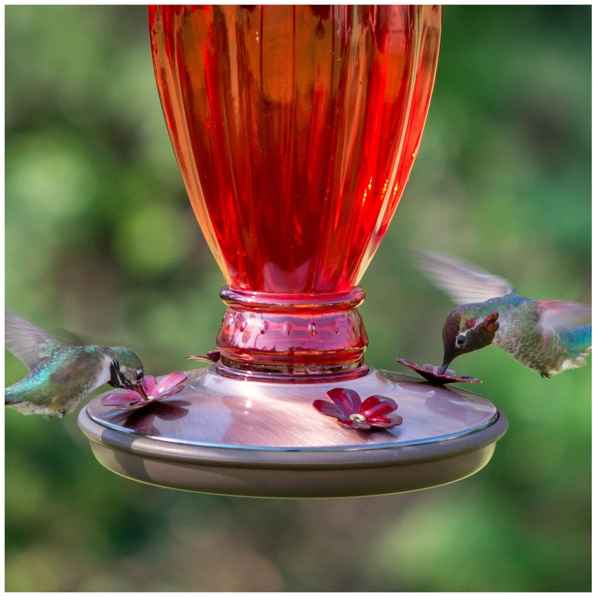 Perky Pet 8133-2 Daisy Vase Vintage Glass Hummingbird Feeder, Red